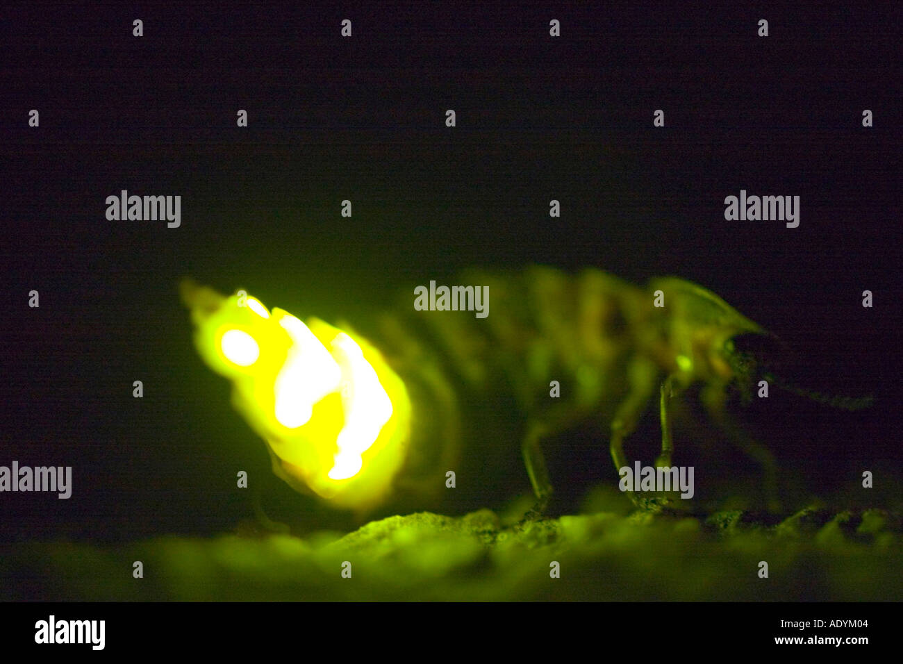 glowworm, glowworm, great European glowworm beetle (Lampyris noctiluca Stock Photo Alamy