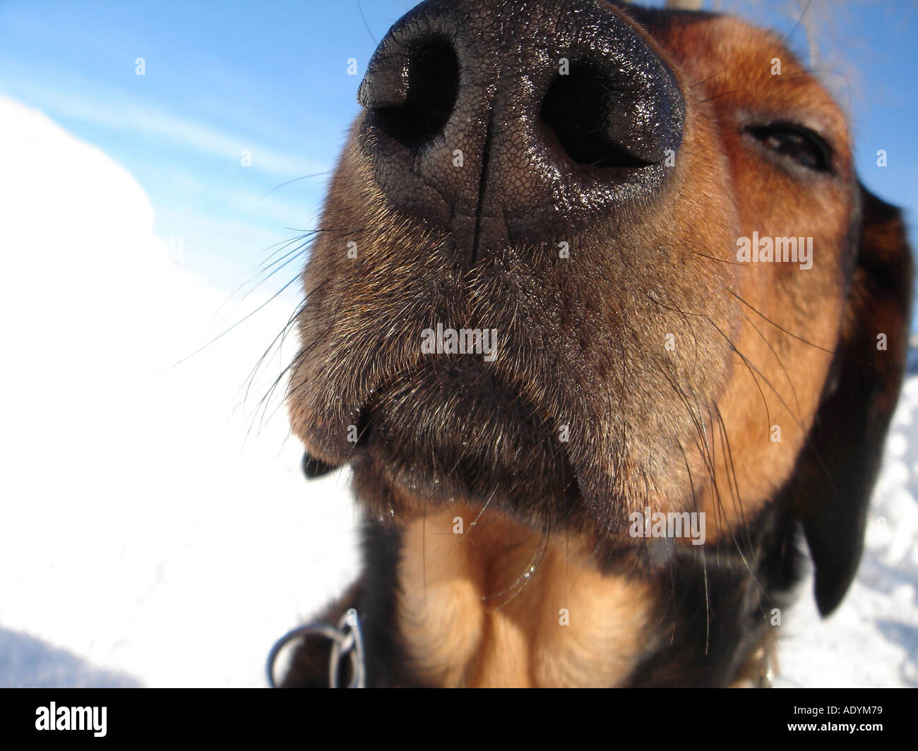 Dog mucous membrane hires stock photography and images Alamy