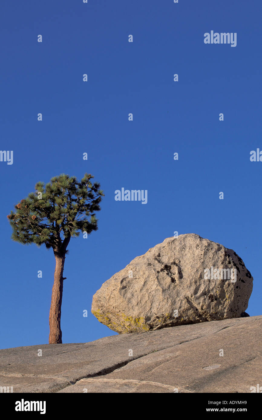 Jeffrey pine Granite boulder Yosemite national park Stock Photo