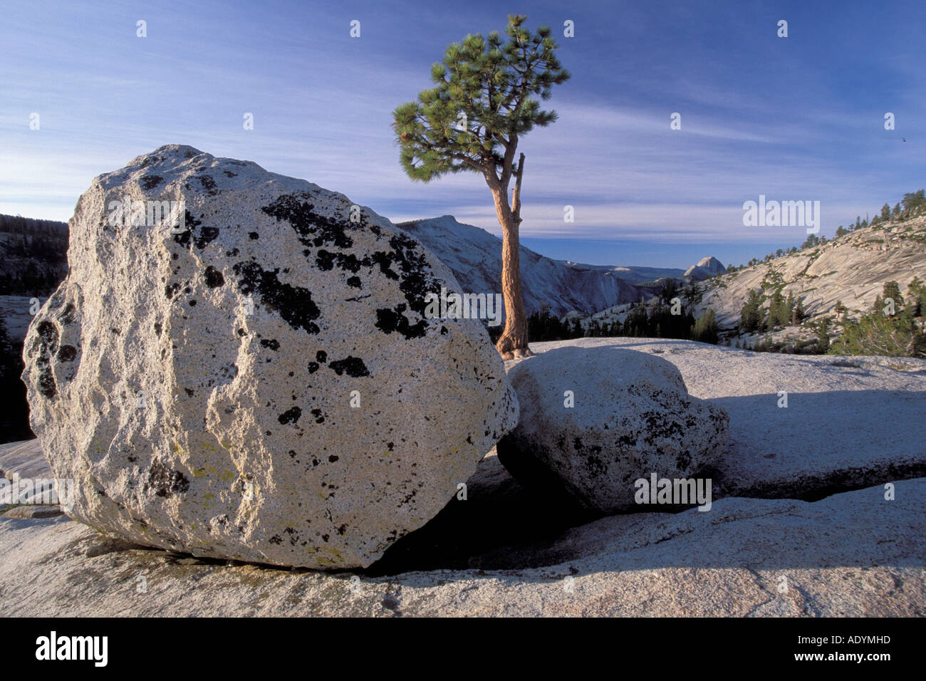 Jeffrey pine Granite boulder Yosemite national park Stock Photo