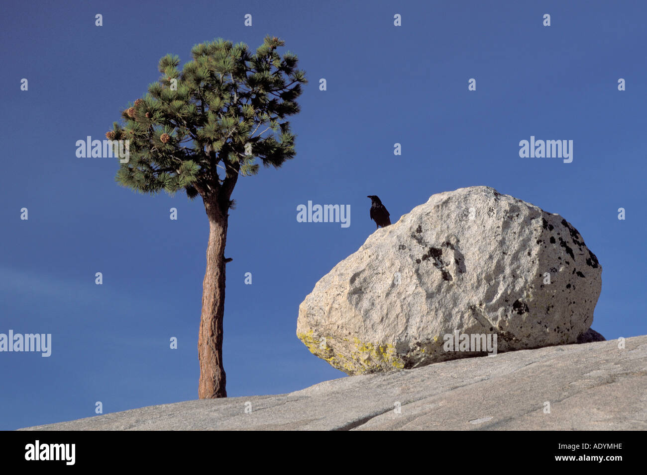 Jeffrey pine Granite boulder Yosemite national park USA Stock Photo