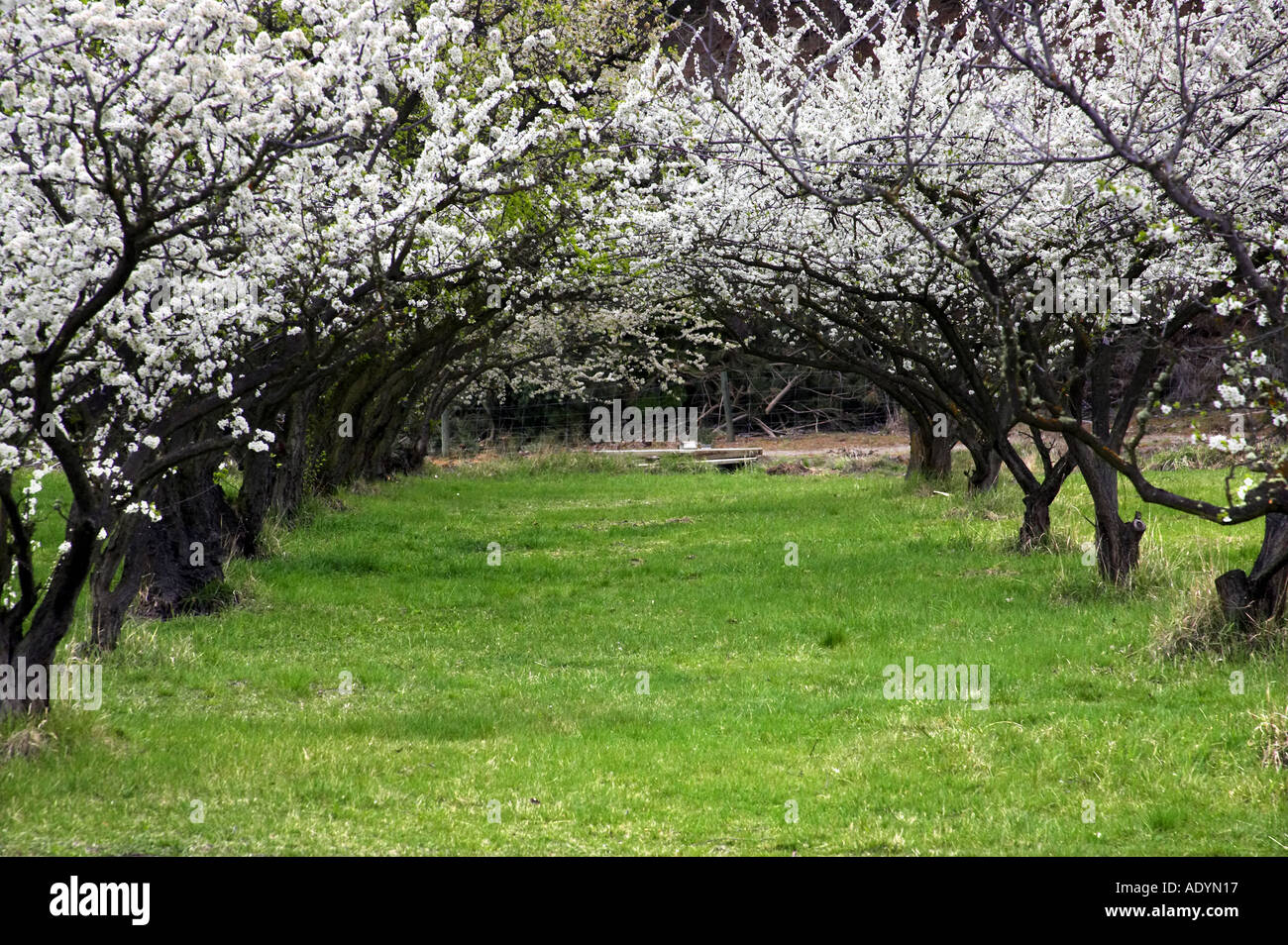 Orchard in spring cromwell central hi-res stock photography and images ...