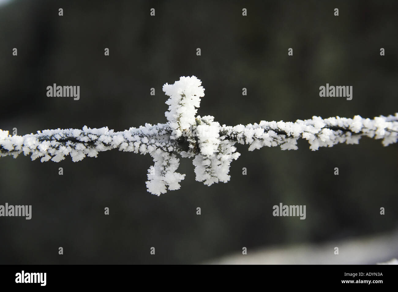 Frosty Barbed Wire Sutton Otago South Island New Zealand Stock Photo