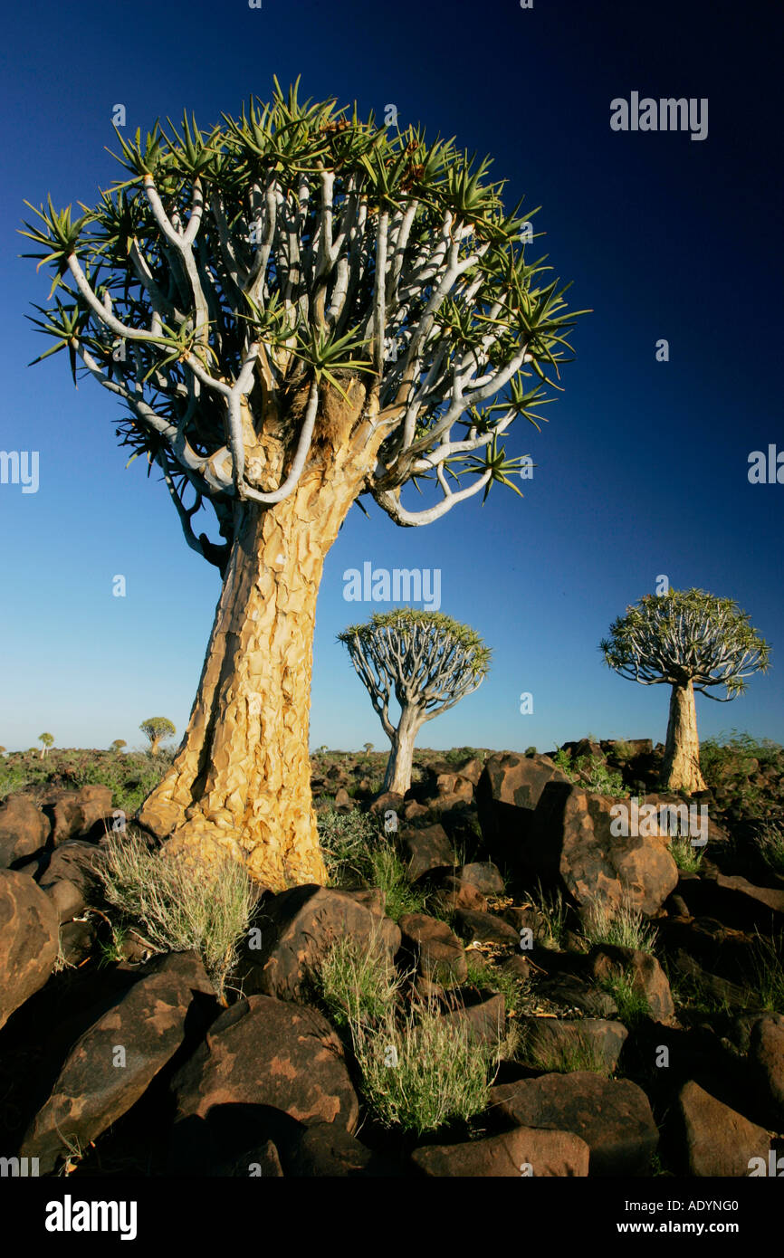 Köcherbäume Quiver Tree Aloe dichotoma im Köcherbaumwald bei Keetmanshoop Namibia Stock Photo