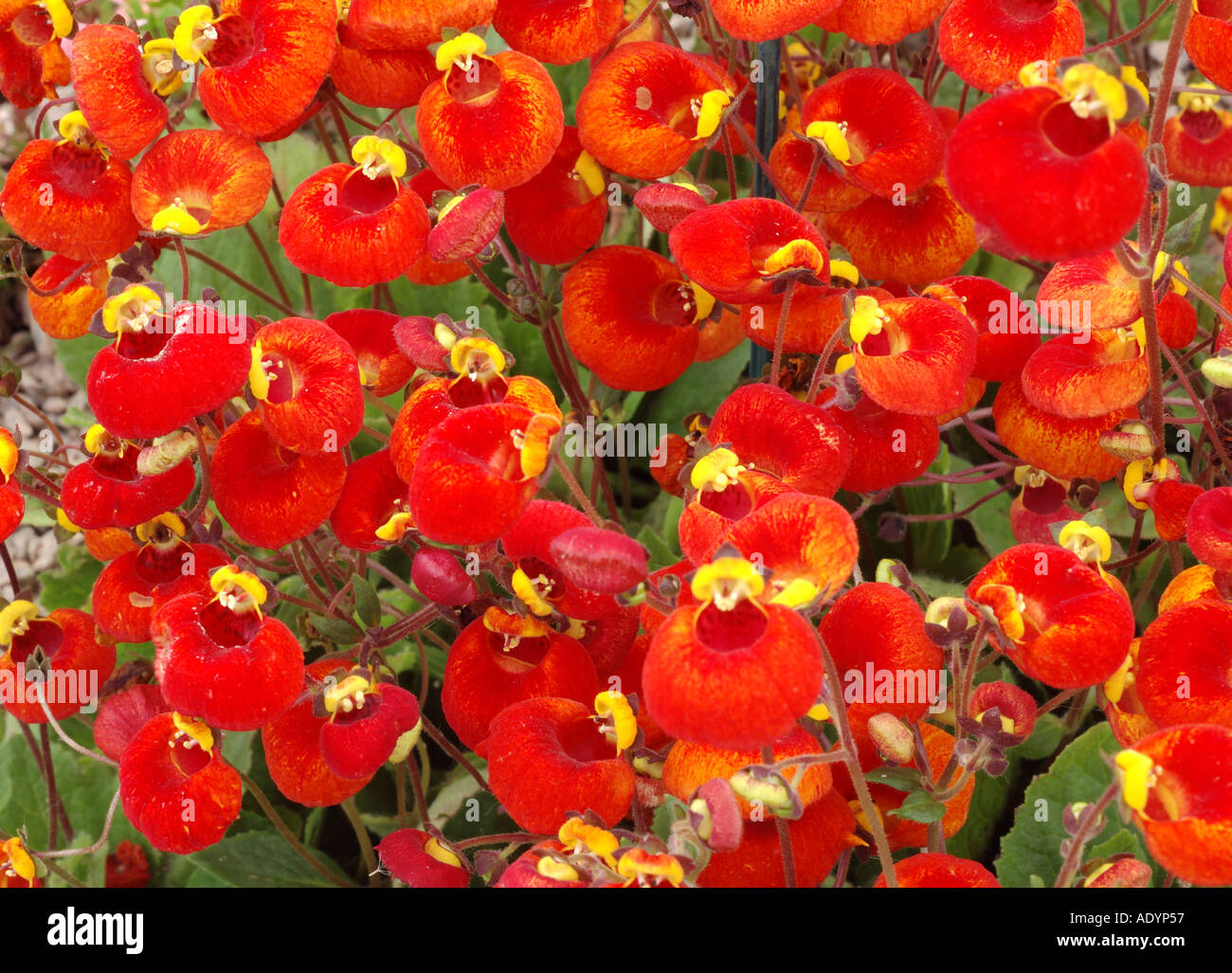 Calceolaria Biflora Stock Photo
