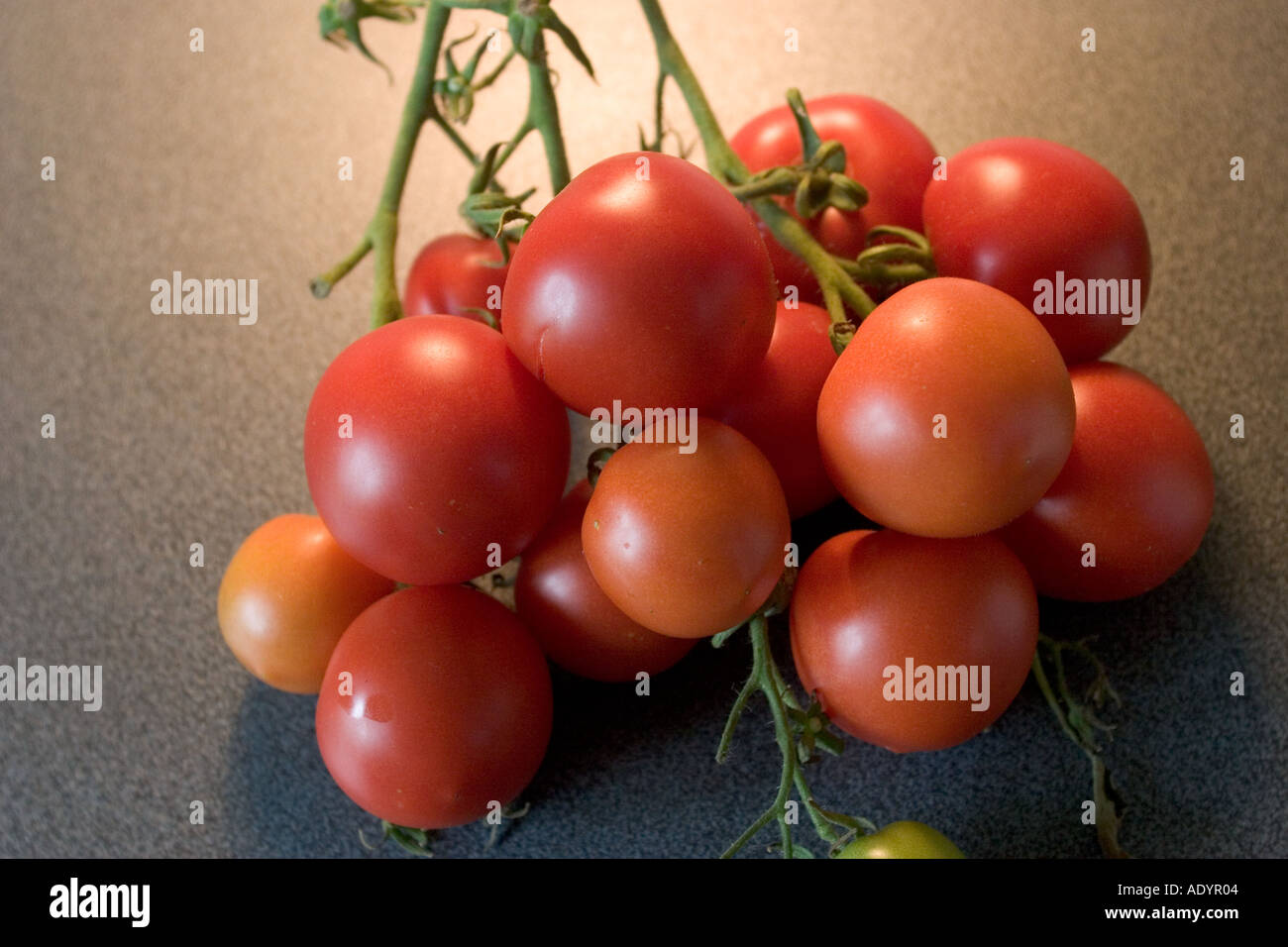 Truss of tomatoes grown on allotment Stock Photo