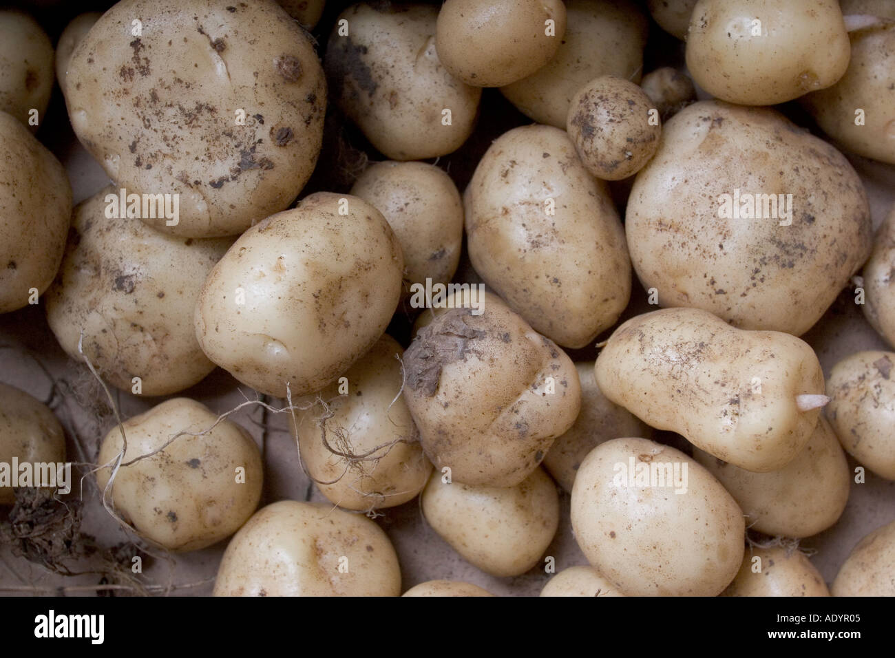 New potatoes grown on allotment Stock Photo