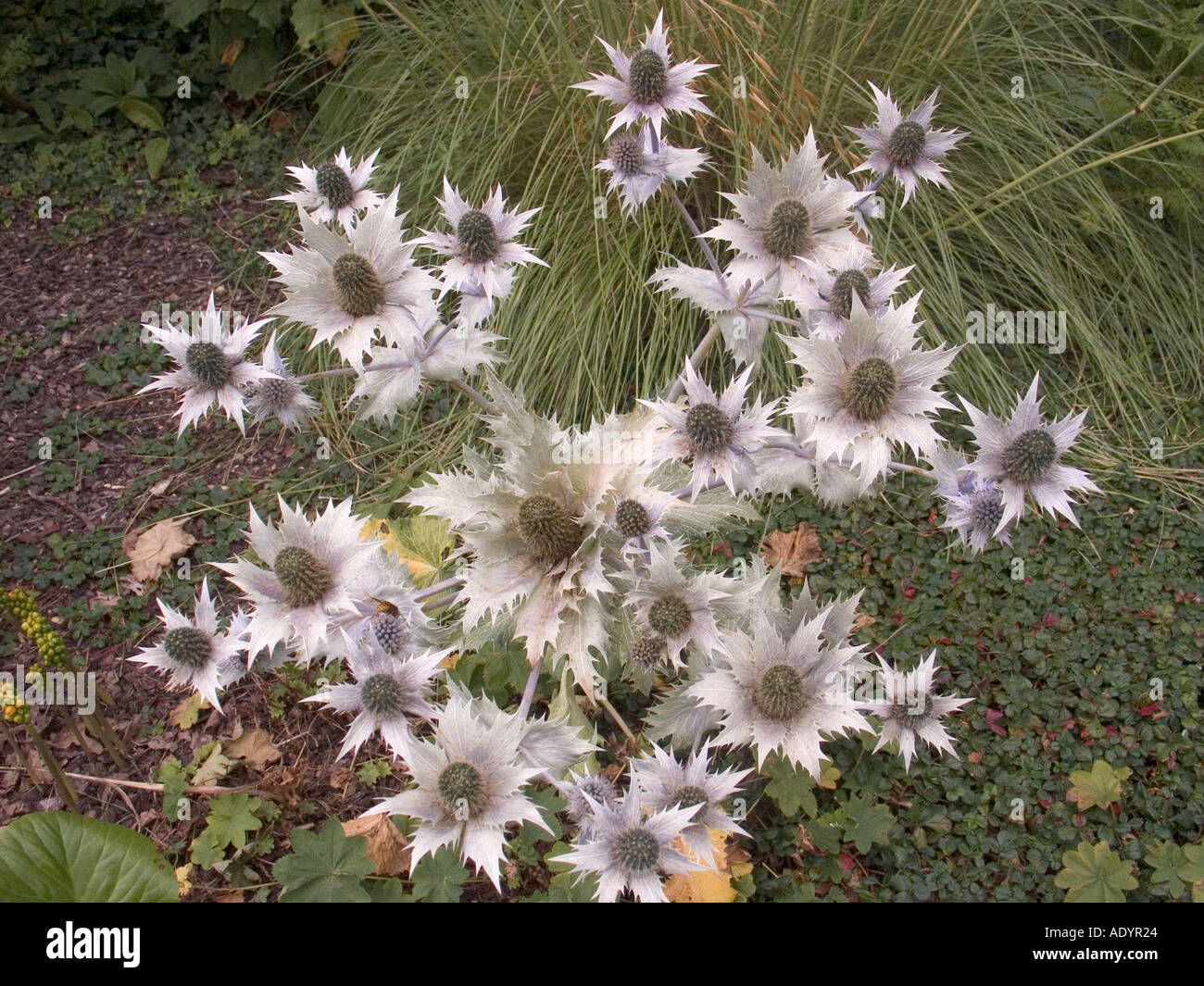 Eryngium Giganteum Stock Photo Alamy