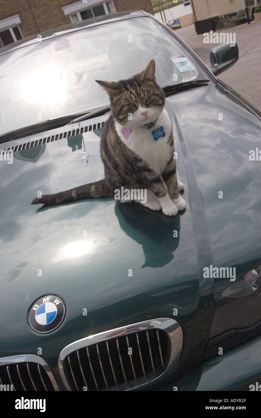 Cat with blue diabetic sign sitting on car bonnet in Wivenhoe NE Essex  Stock Photo - Alamy