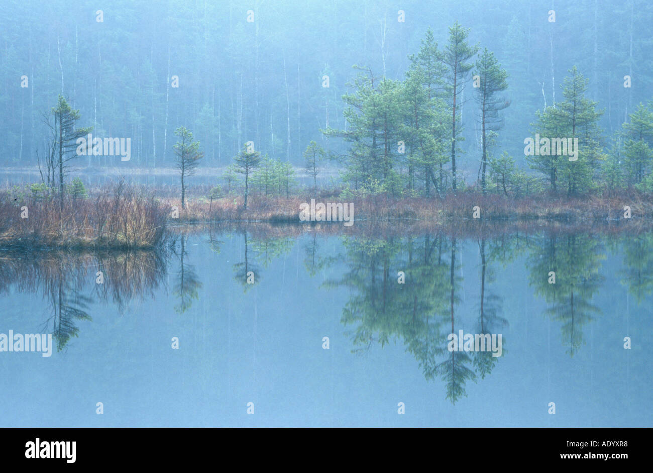 foggy wetlands at Hallands Laen Naturreservat Fegen Suedschweden South Sweden Stock Photo