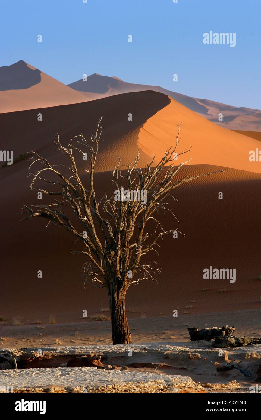 Sanddünen und toter Kameldornbaum im Hidden Vlei Namib Wüste Namibia Stock Photo