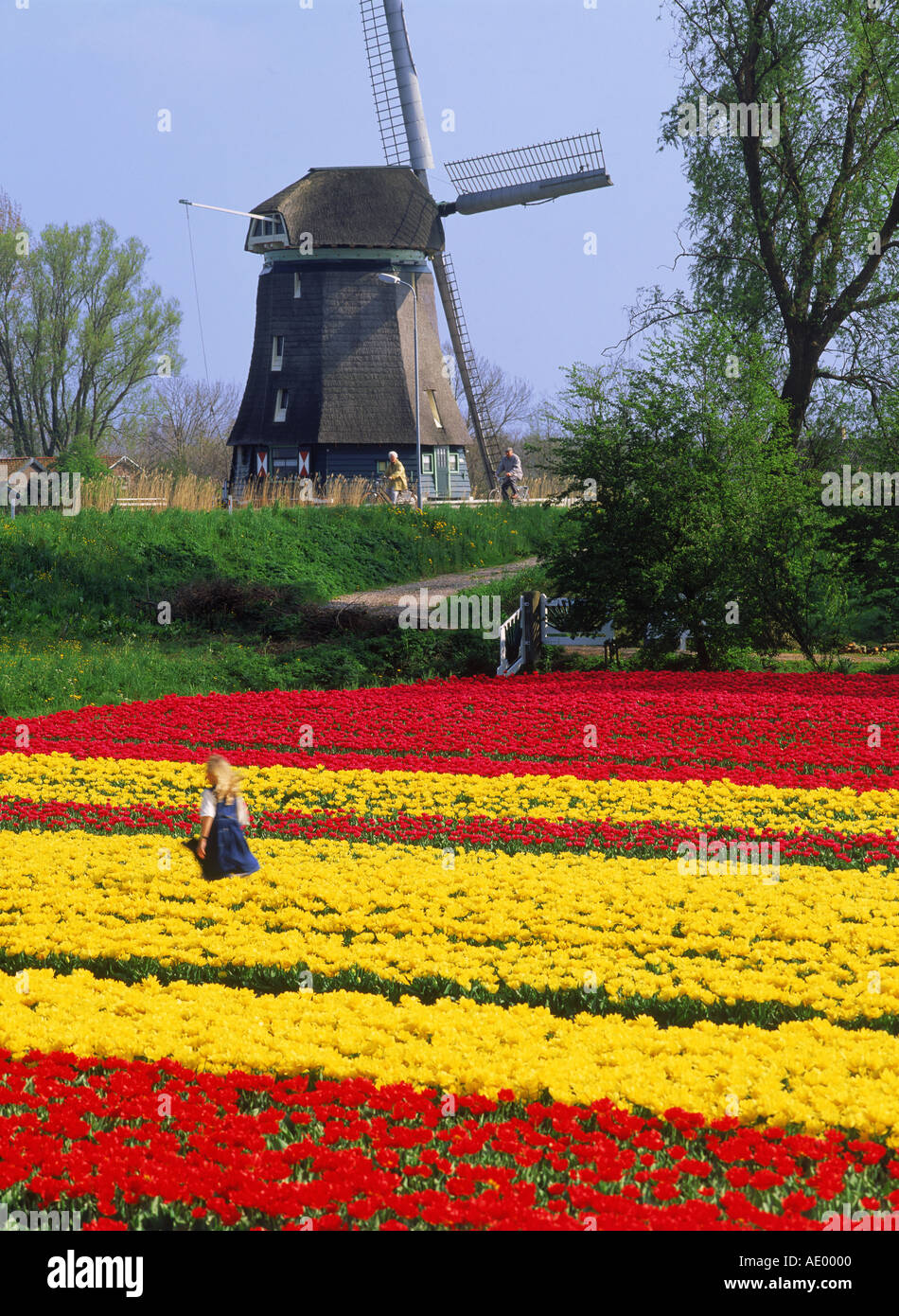 Dutch girl running through field of tulips with bikers and windmill near Alkmaar Holland Stock Photo