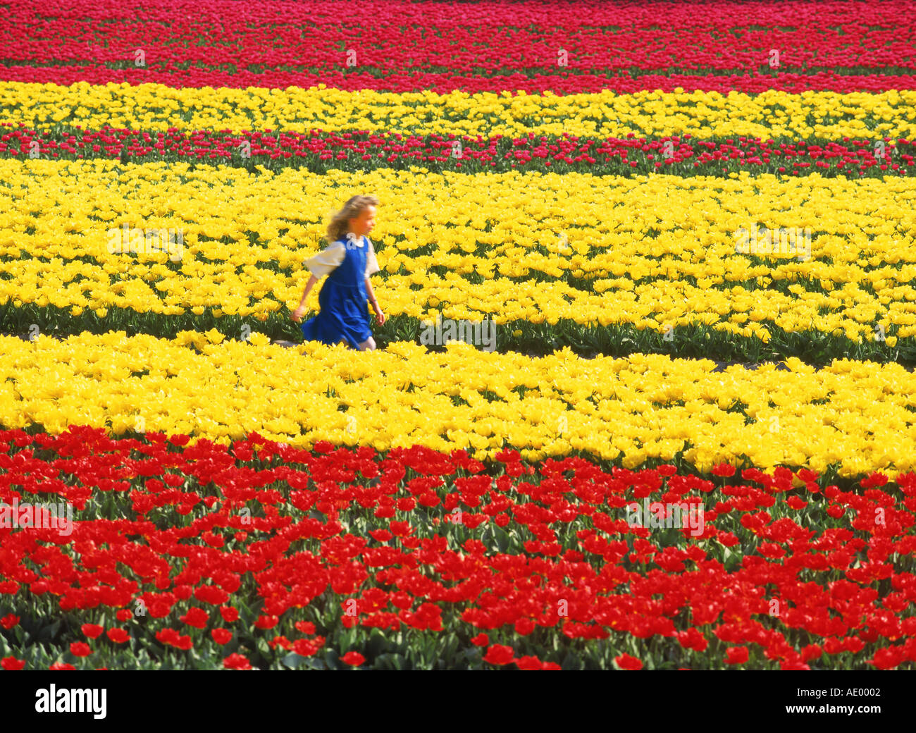 Dutch girl running through field of tulips near Alkmaar Holland Stock Photo