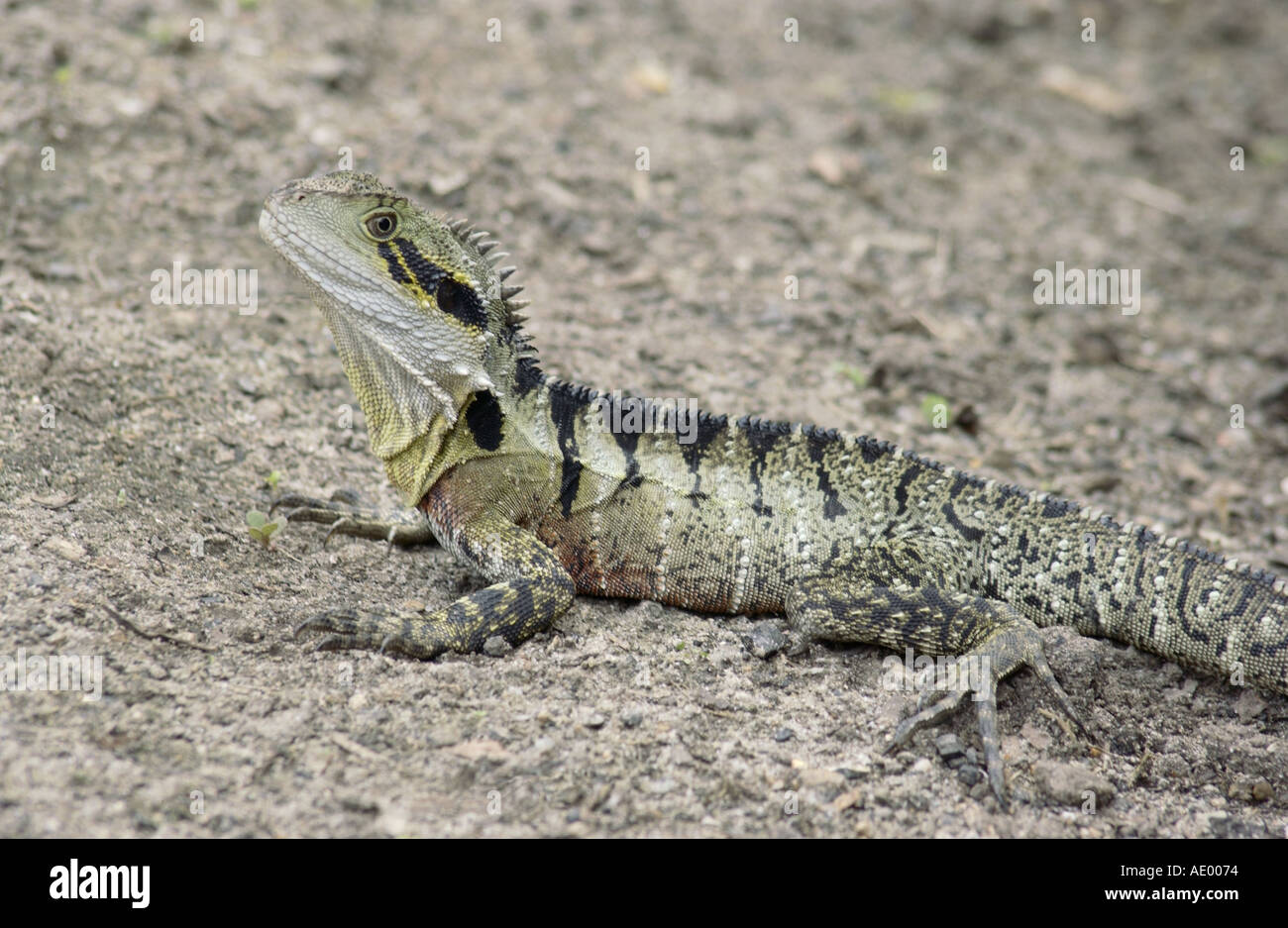 Australian crawl hi-res stock photography and images - Alamy