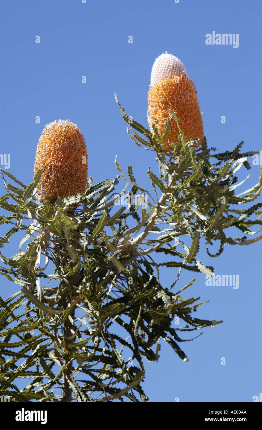 Banksia seedpods Western Australia Stock Photo - Alamy