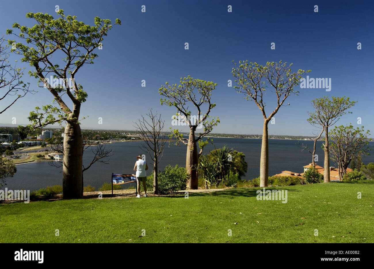 Baobab Trees in Perth Botanical Gardens Western Australia Stock Photo Alamy