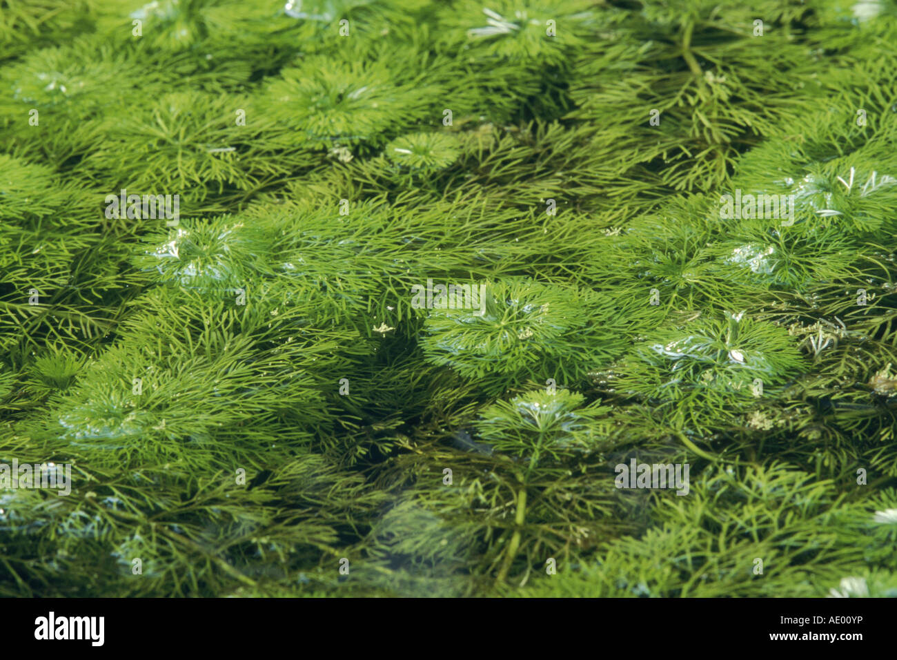Asian marshweed, dwarf ambulia, ambulia, limnophila Limnophila sessiliflora Stock Photo