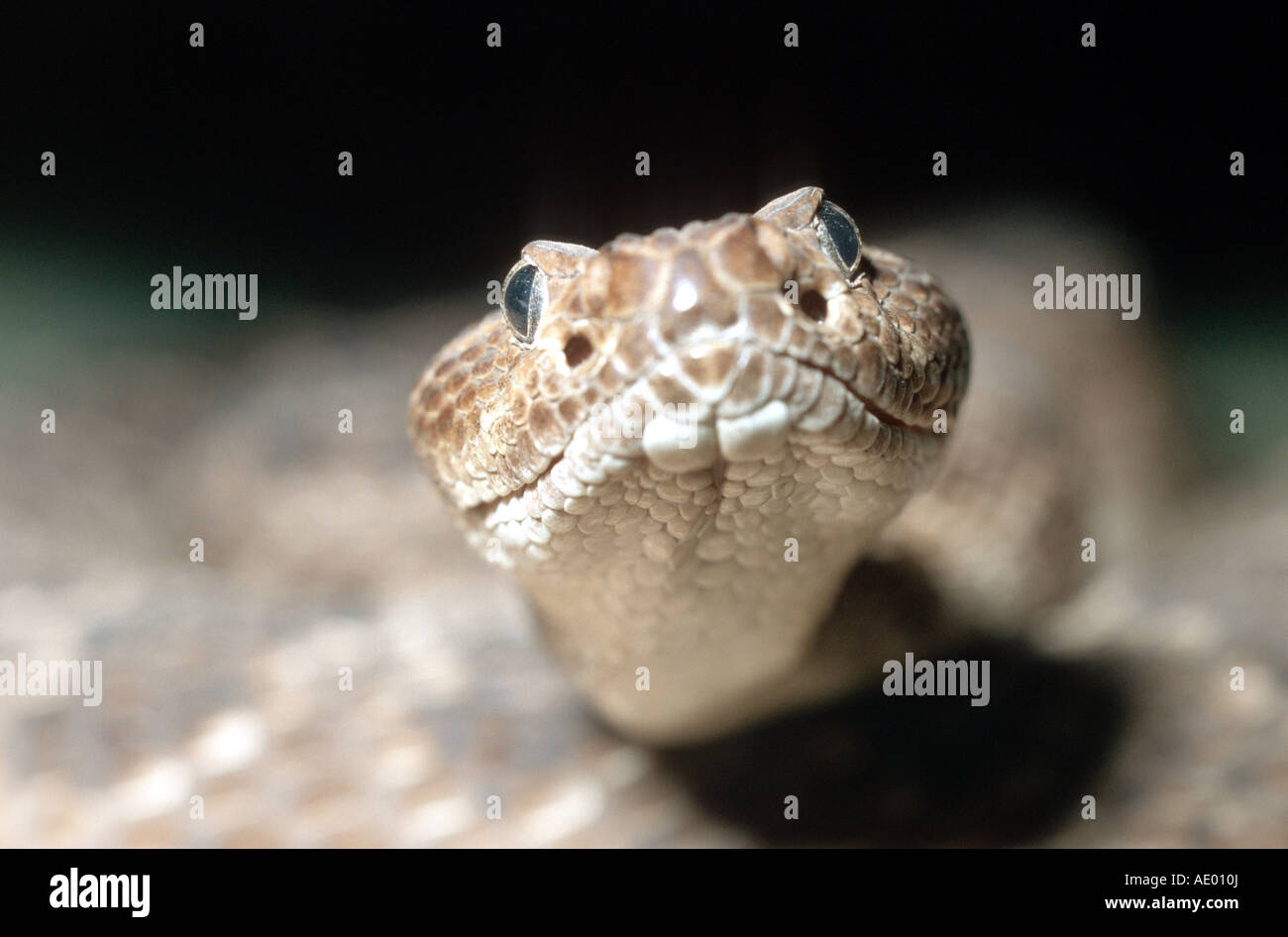 Santa Catalina rattlesnake (Crotalus catalinensis), portrait Stock Photo