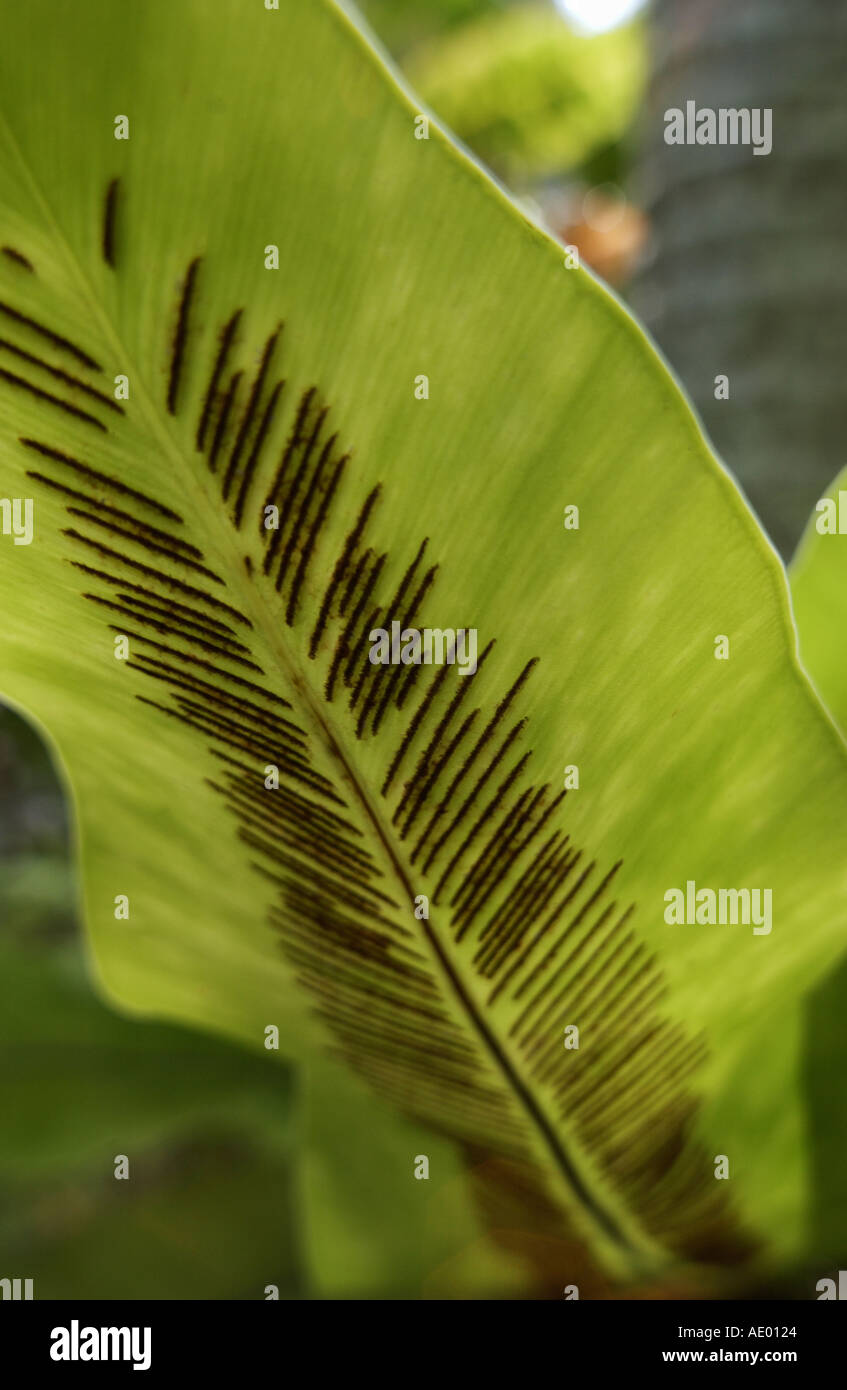 spores on birds nest fern Stock Photo Alamy