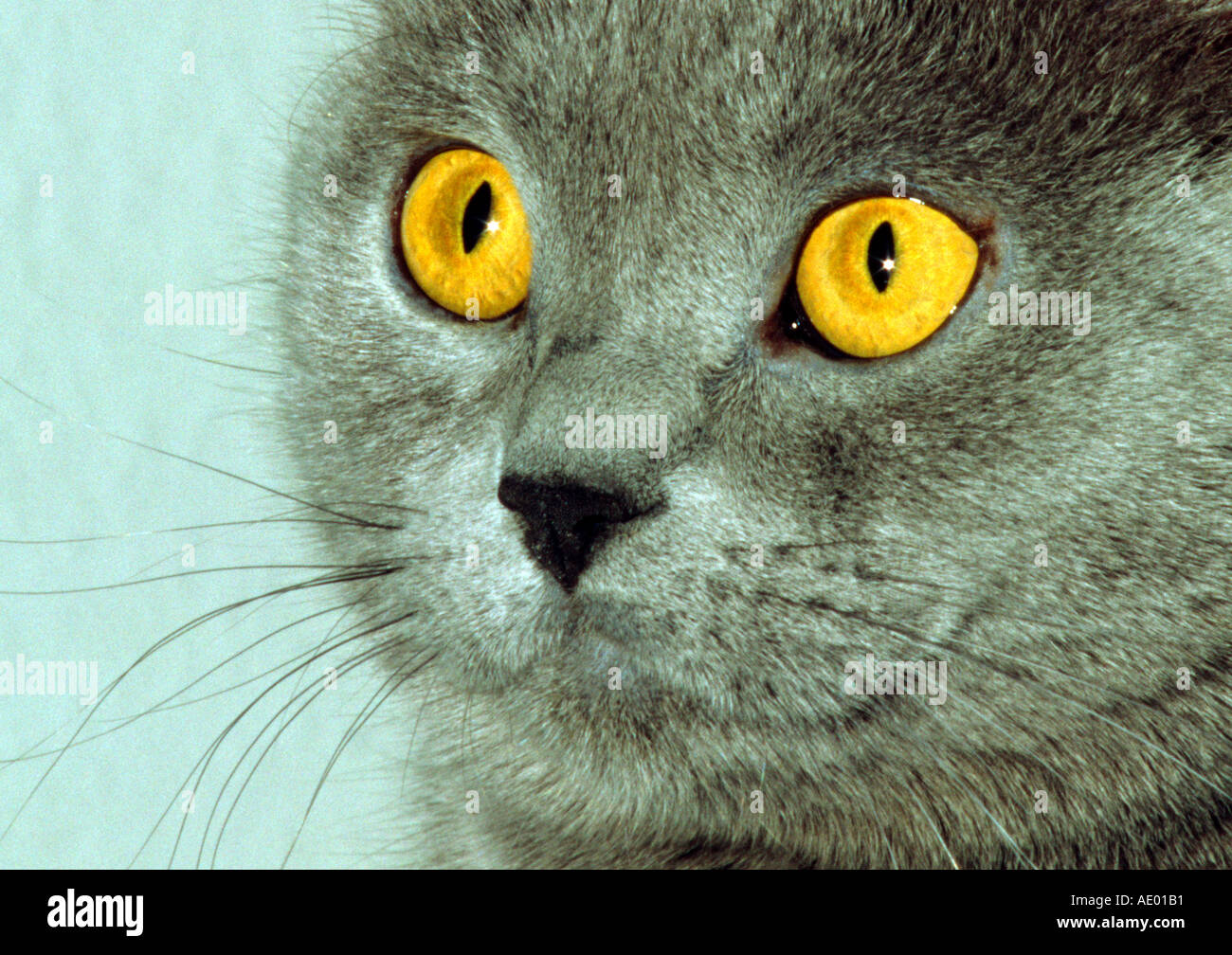 Portrait of a cat Kartaeuser Stock Photo