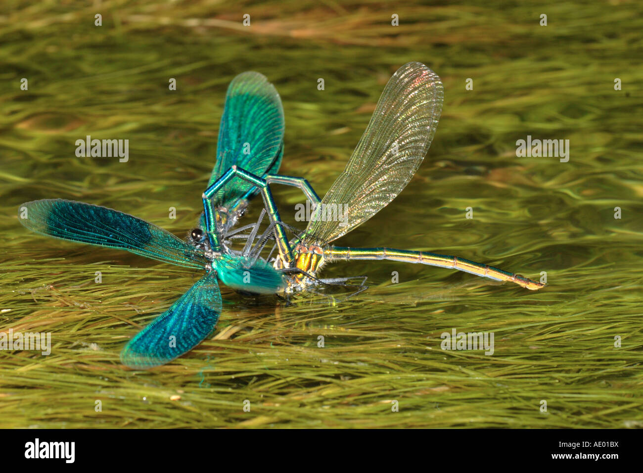 banded blackwings, banded agrion, banded demoiselle (Calopteryx splendens, Agrion splendens), female laying eggs with two males Stock Photo