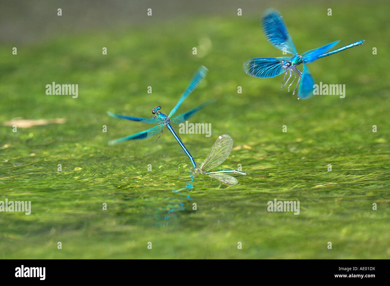 banded blackwings, banded agrion, banded demoiselle (Calopteryx splendens, Agrion splendens), male attacking couple laying eggs Stock Photo