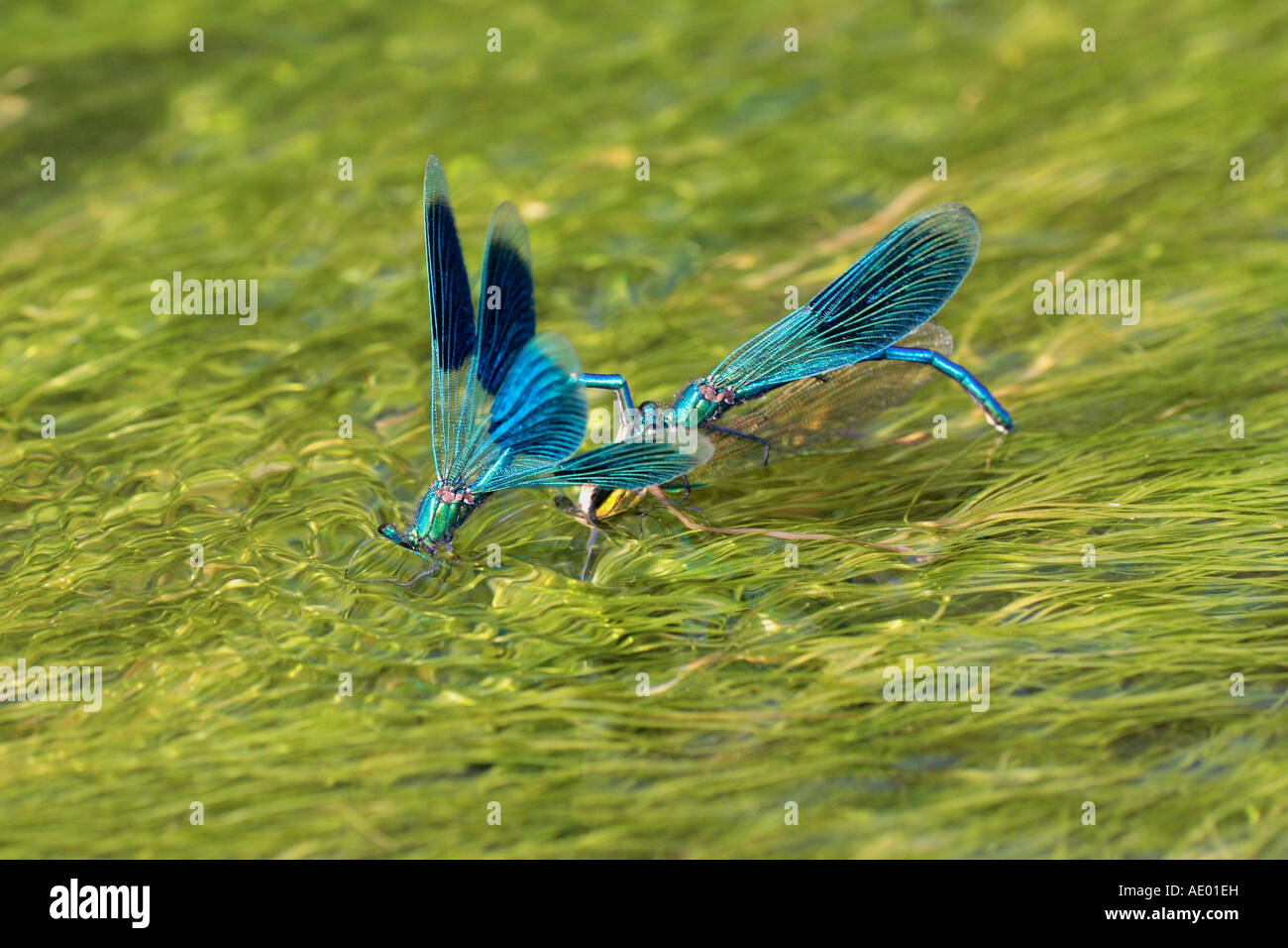 banded blackwings, banded agrion, banded demoiselle (Calopteryx splendens, Agrion splendens), male attacking couple laying eggs Stock Photo