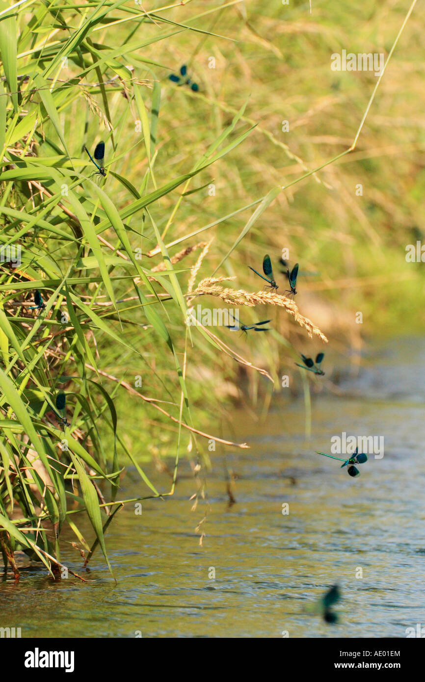 banded blackwings, banded agrion, banded demoiselle (Calopteryx splendens, Agrion splendens), many males waiting on females, Ge Stock Photo