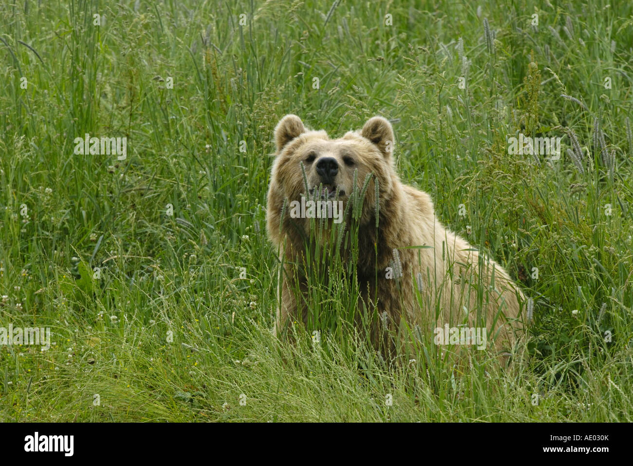 European brown bear (Ursus arctos arctos), on a meadow, Germany, NP ...