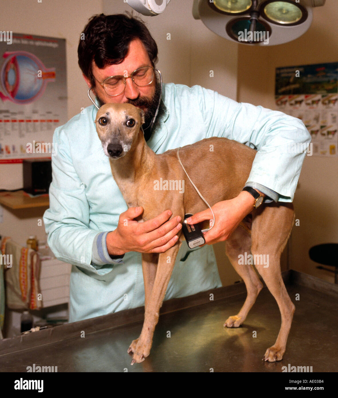Medical Treatment Of A Dog Stock Photo Alamy