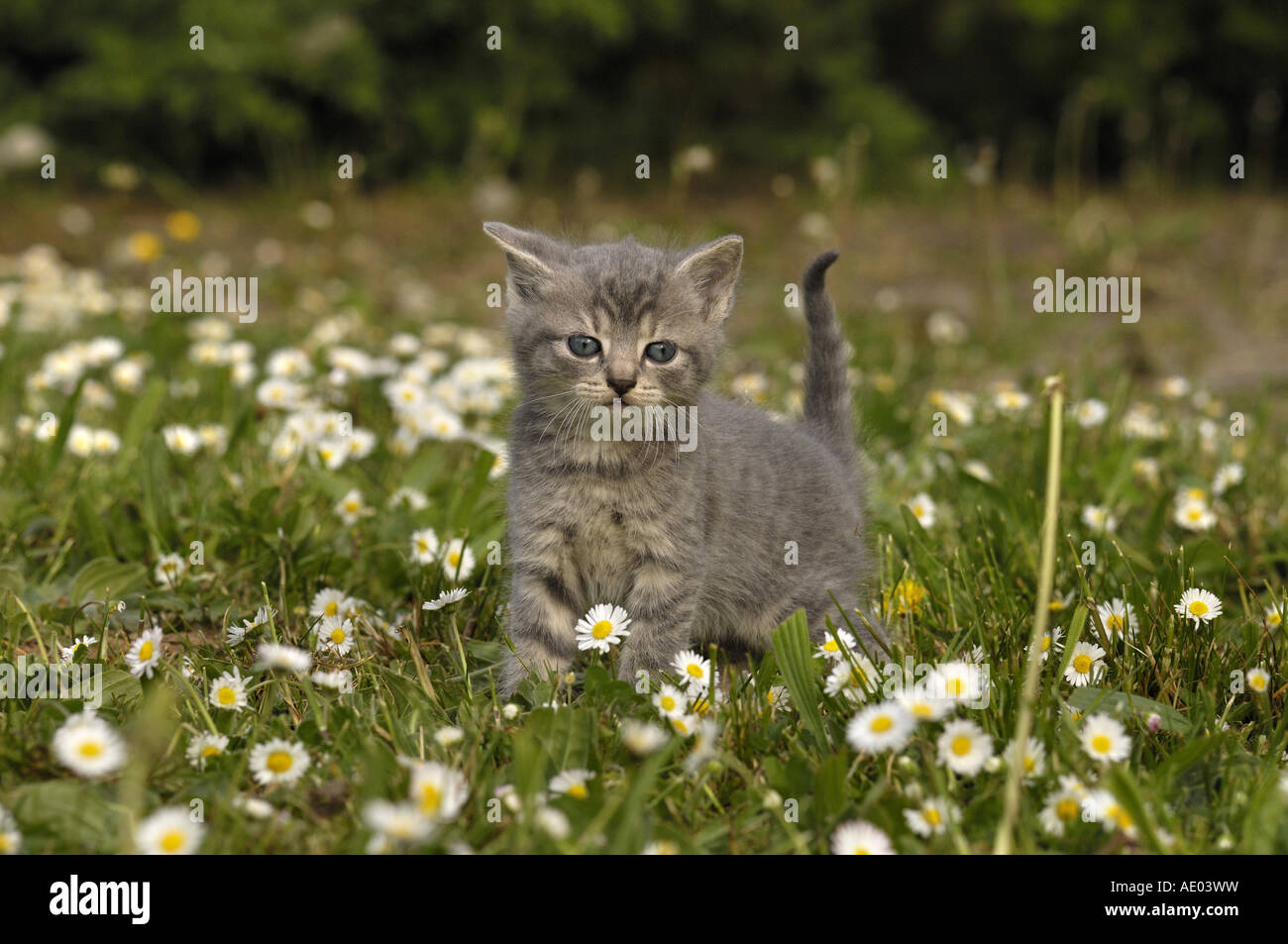 Domestic Cat House Cat Felis Silvestris F Catus Stock Photo Alamy domestic-cat-house-cat-felis-silvestris-f-catus-stock-photo-alamy