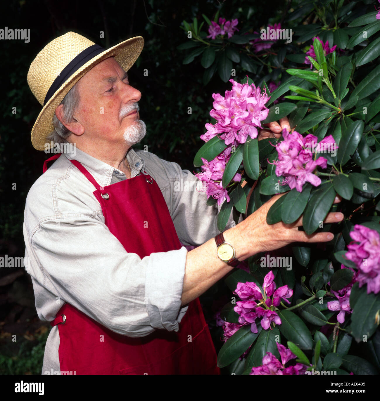 Old men in garden hi-res stock photography and images - Alamy