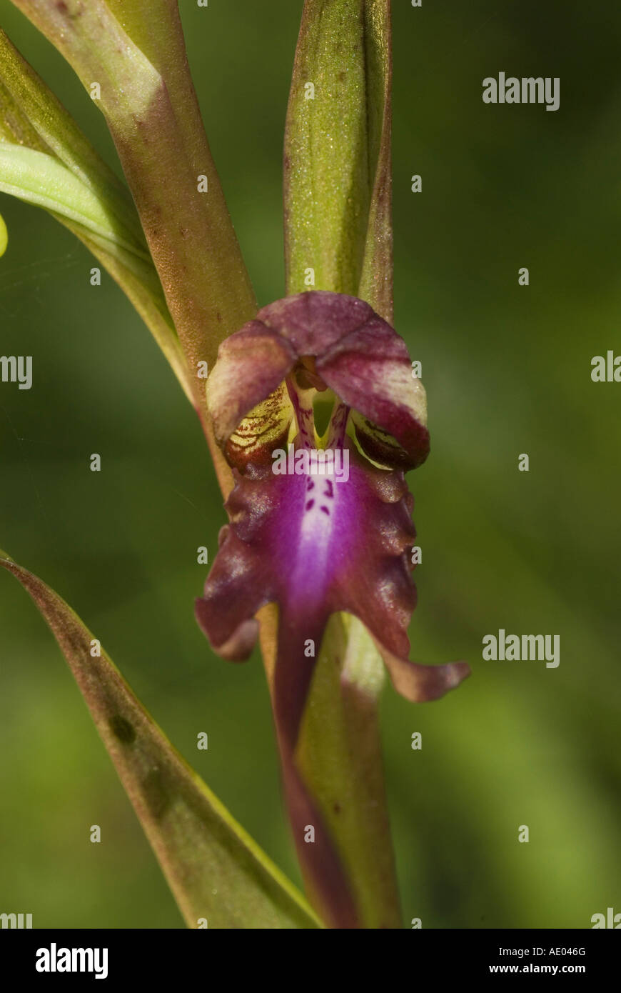 orchid (Himantoglossum caprinum), blossom, Bulgaria, Eastern Rhodopes Stock Photo
