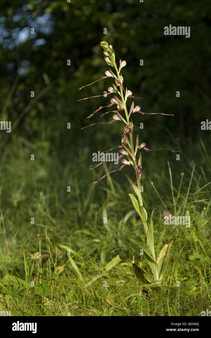 orchid (Himantoglossum caprinum), inflorecence, Bulgaria, Eastern Rhodopes Stock Photo