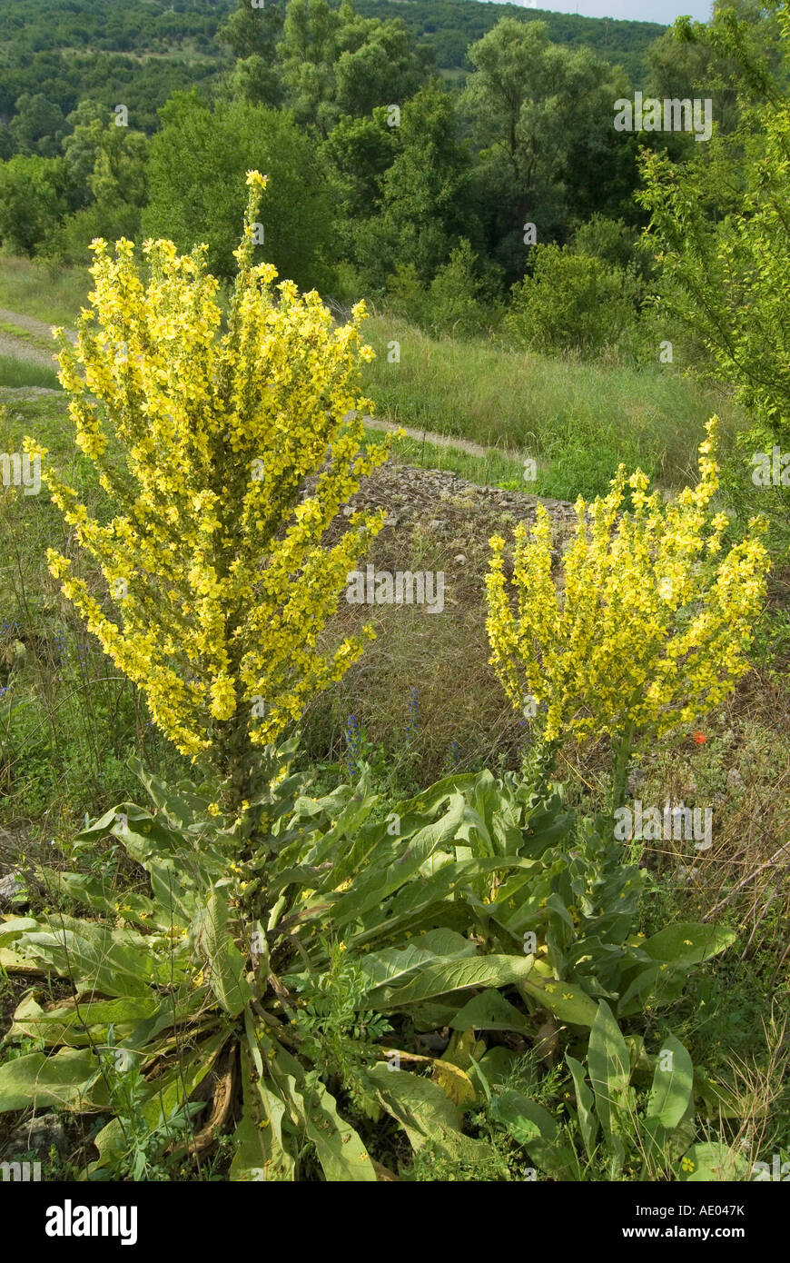 white mullein, dark mullein (Verbascum lychnitis), blooming, Bulgaria ...