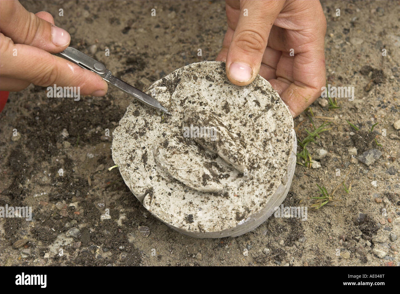 child making a cement copy of the trace of a roe deer Stock Photo