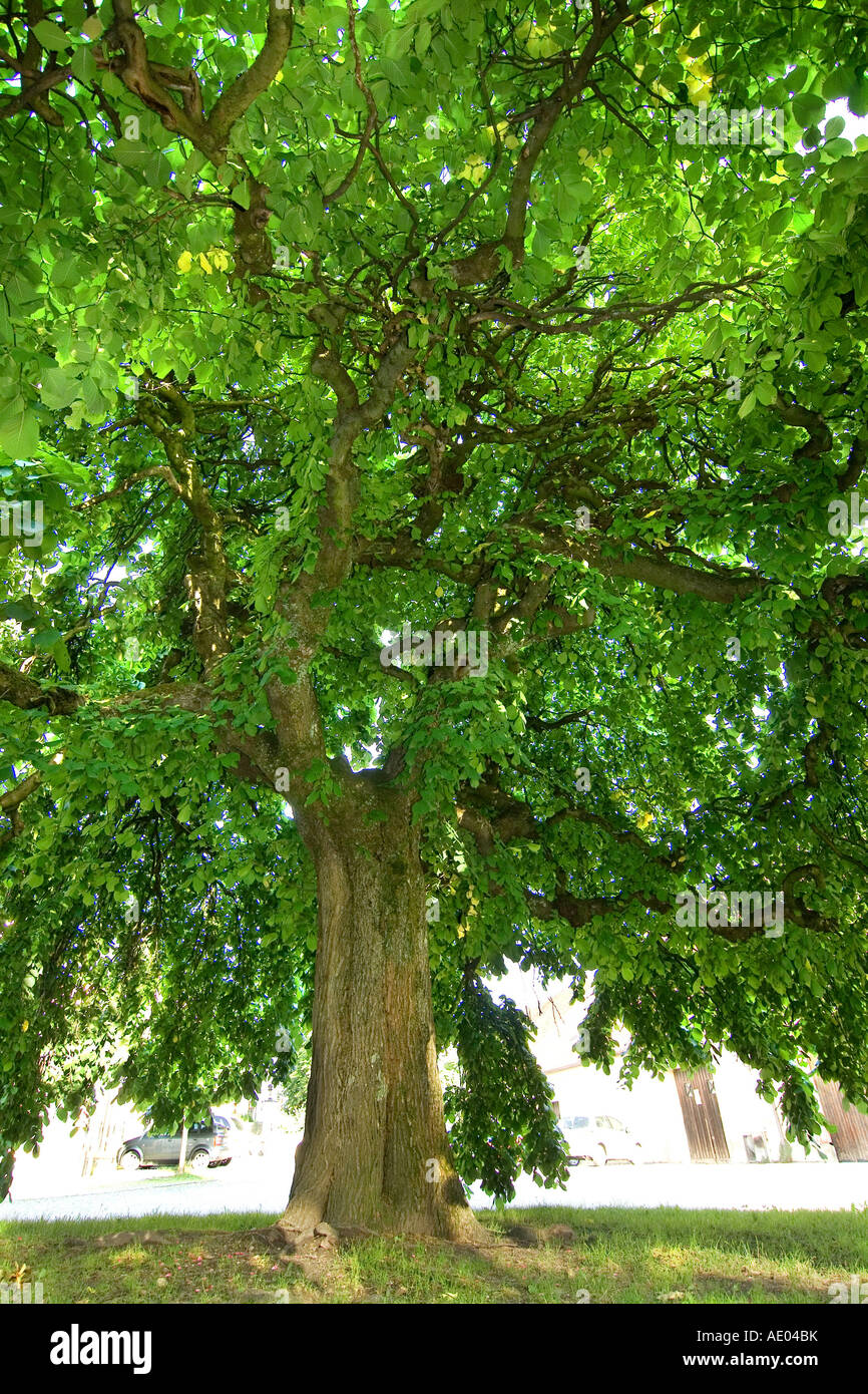 Scotch elm, wych elm (Ulmus glabra, Ulmus scabra), view in the tree top of an old single tree, Germany, Bavaria Stock Photo