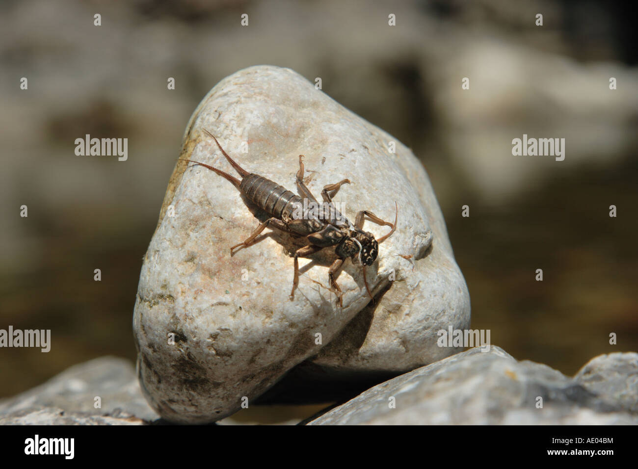 perlid stonefly (Dinocras cephalotes), exuviae on a pebble stone, Germany, Bavaria, Prien Stock Photo