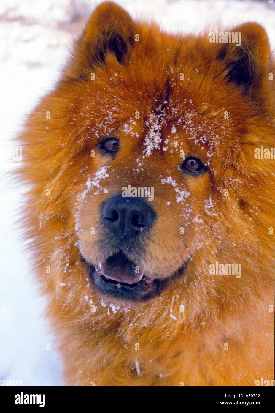 Chow Chow In Snow Stock Photo Alamy