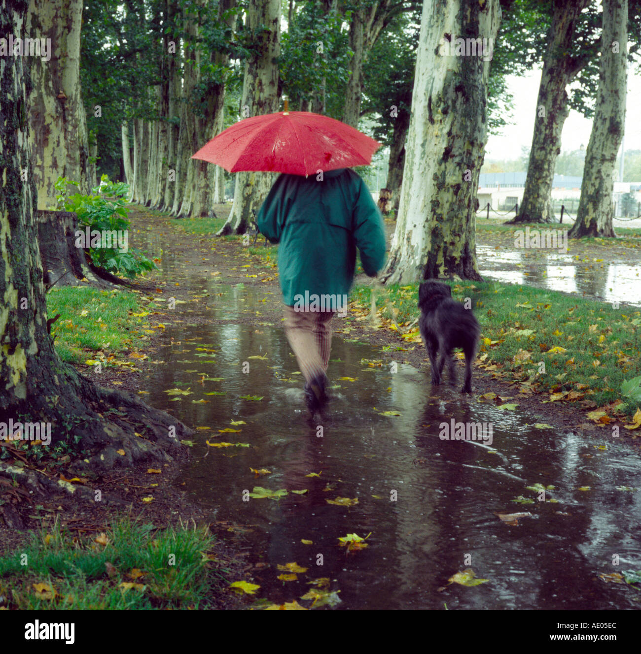 Raining Cats And Dogs High Resolution Stock Photography and Images Alamy