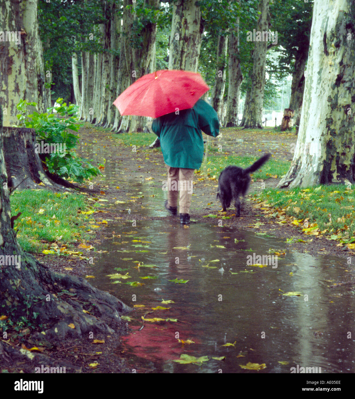 Is It Ok To Walk Dogs In The Rain