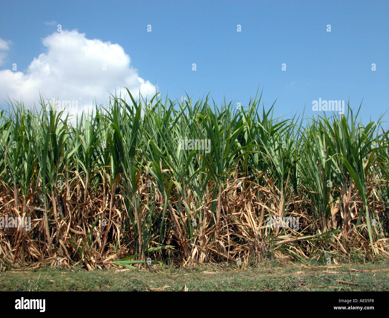 Sugarcane field in India Stock Photo