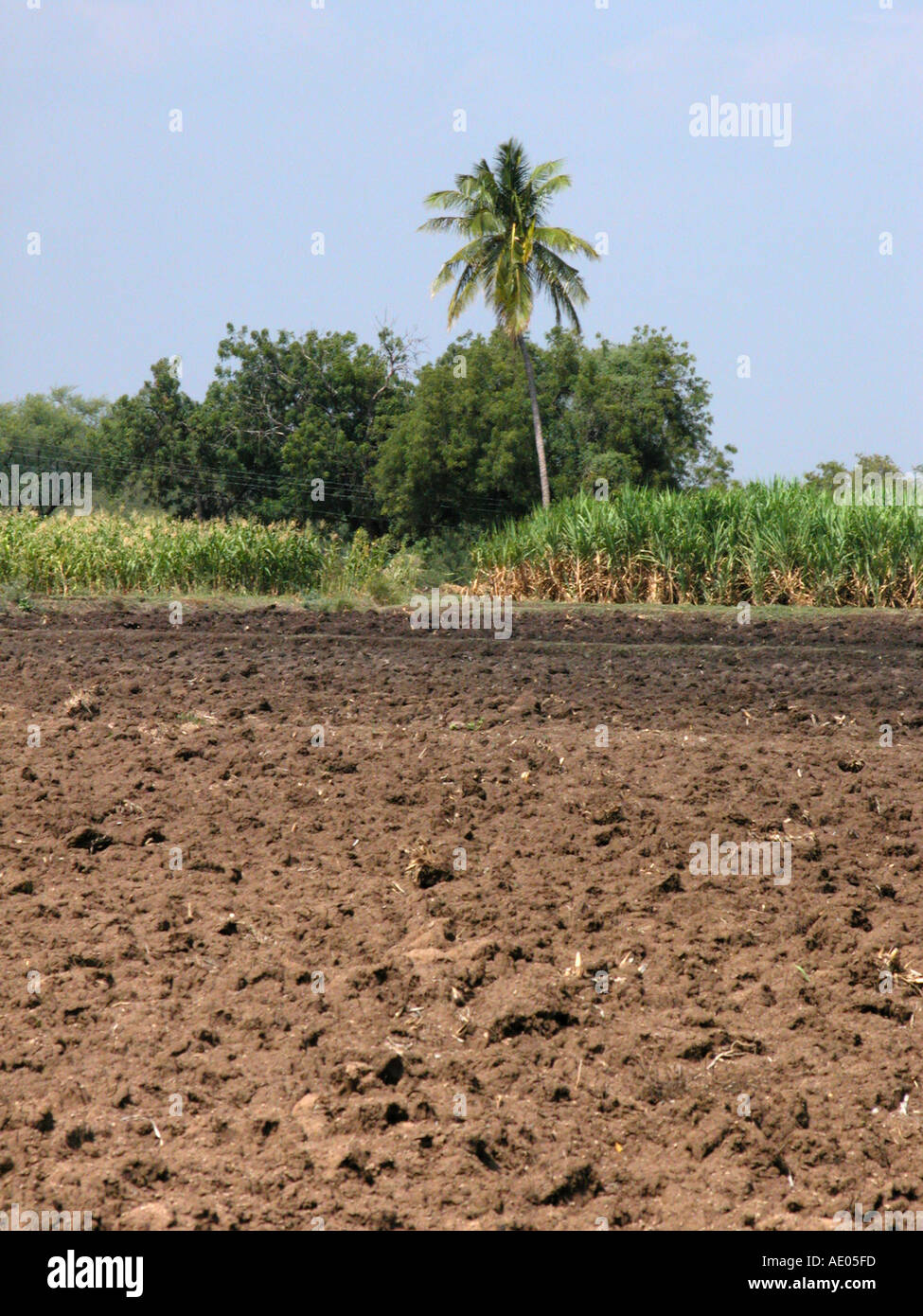 Coconut tree in Sugarcane field in India Stock Photo
