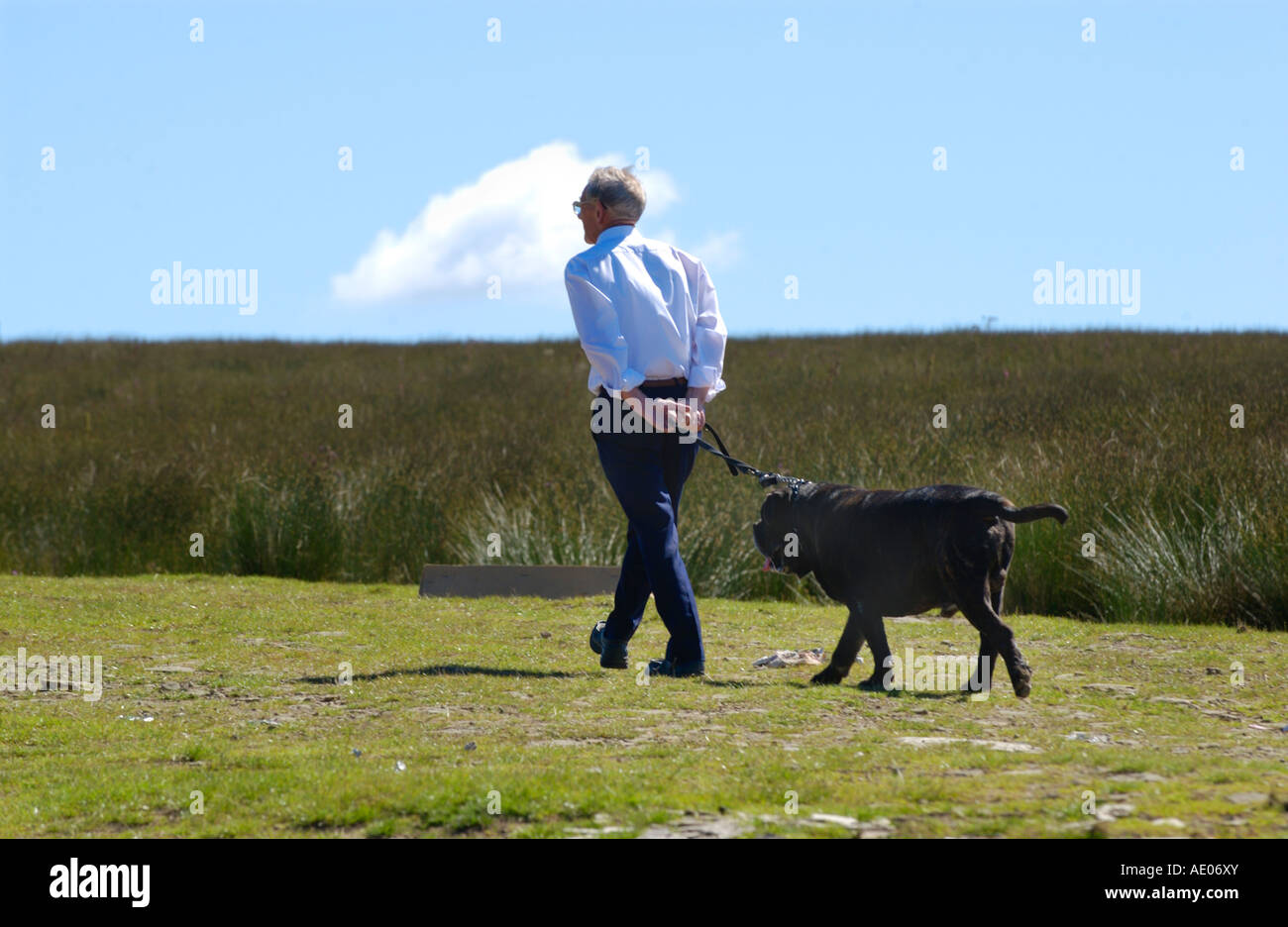 Man walking big black dog on lead across open hillside moorland near Llanhilleth Blaenau Gwent South Wales UK Stock Photo