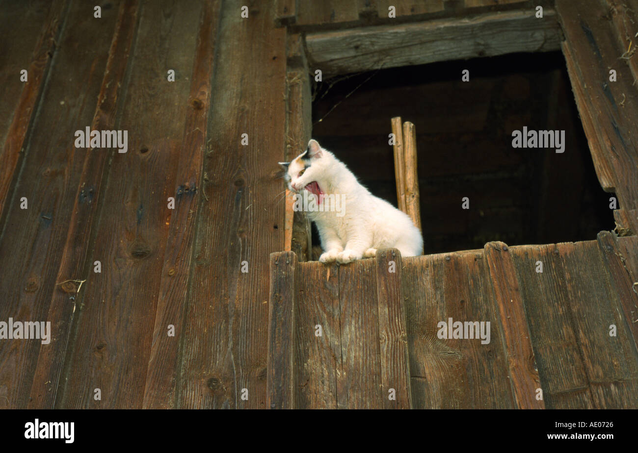 Katze sitzt gaehnend im Scheunenfenster yawning cat sitting in a window of a barn Stock Photo