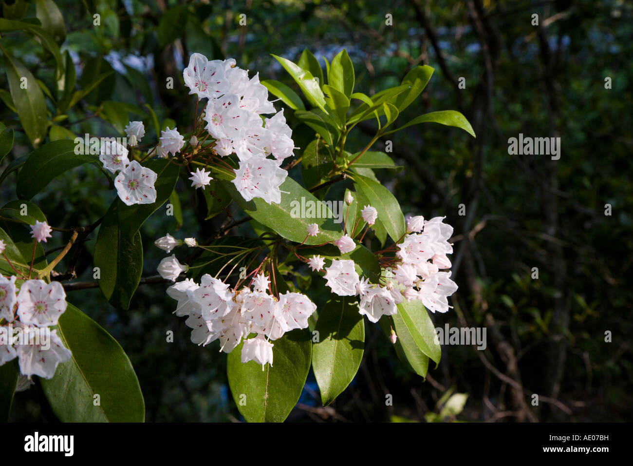 Mountain Laurel flower blossoms in spring at Chewacla State Park Alabama USA Stock Photo
