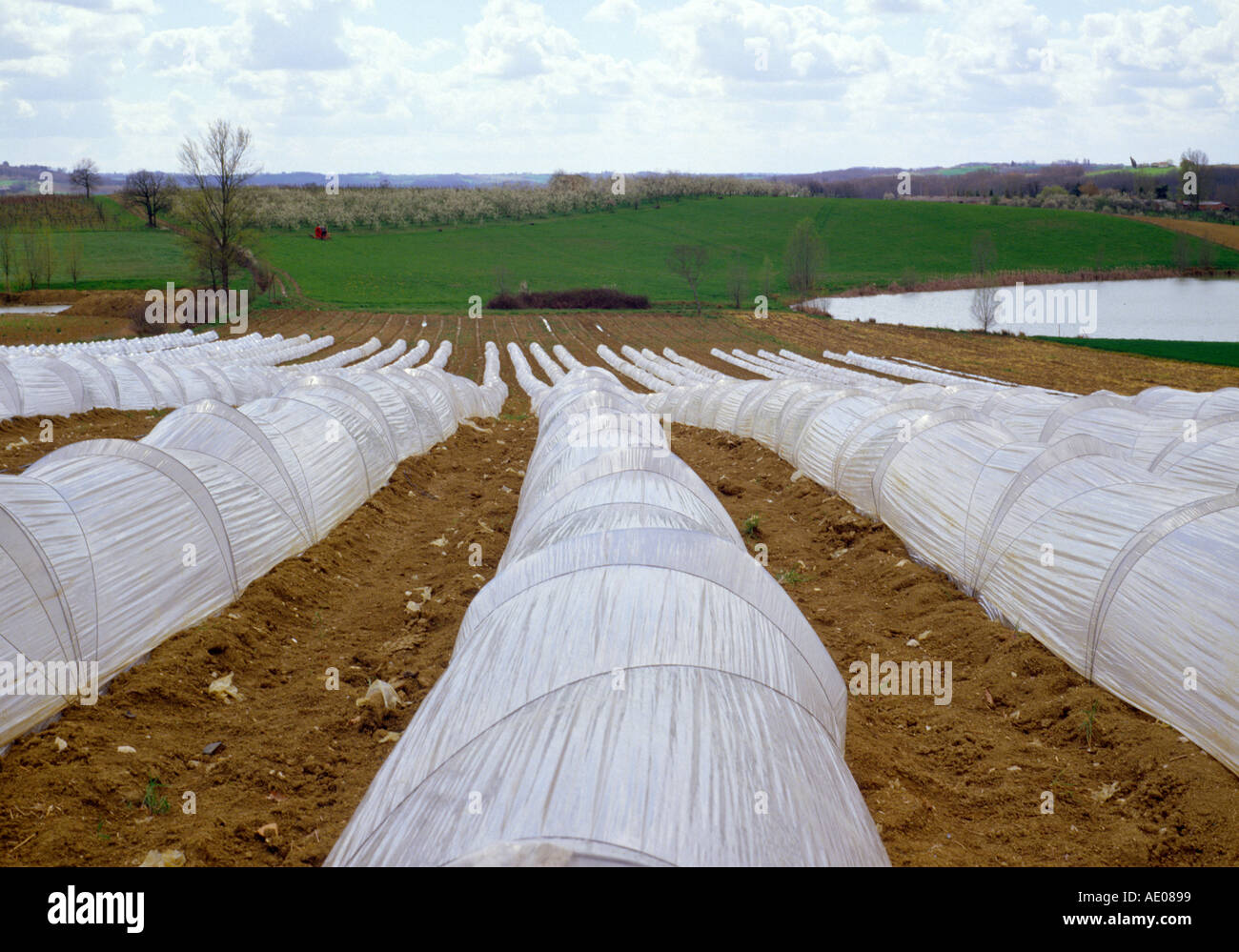 cultivation of vegetable under plastic foil south france Stock Photo