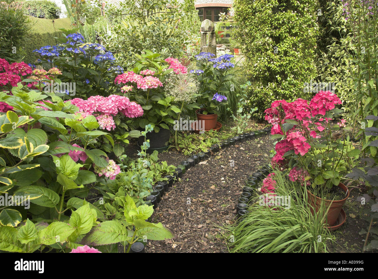 Hydrangeas secluded path in summer garden England July Stock Photo - Alamy