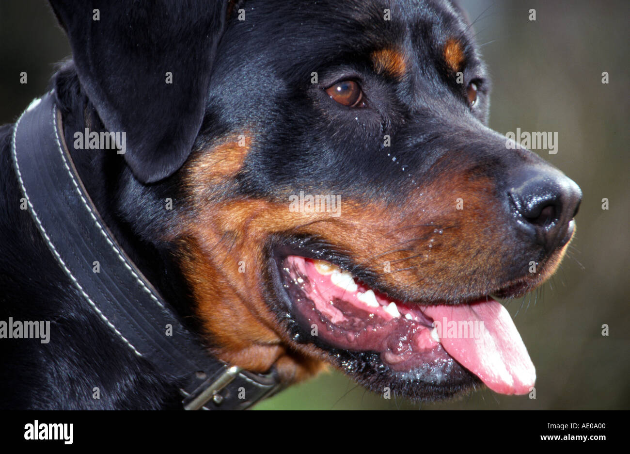 Rottweiler hund hi-res stock photography and images - Alamy