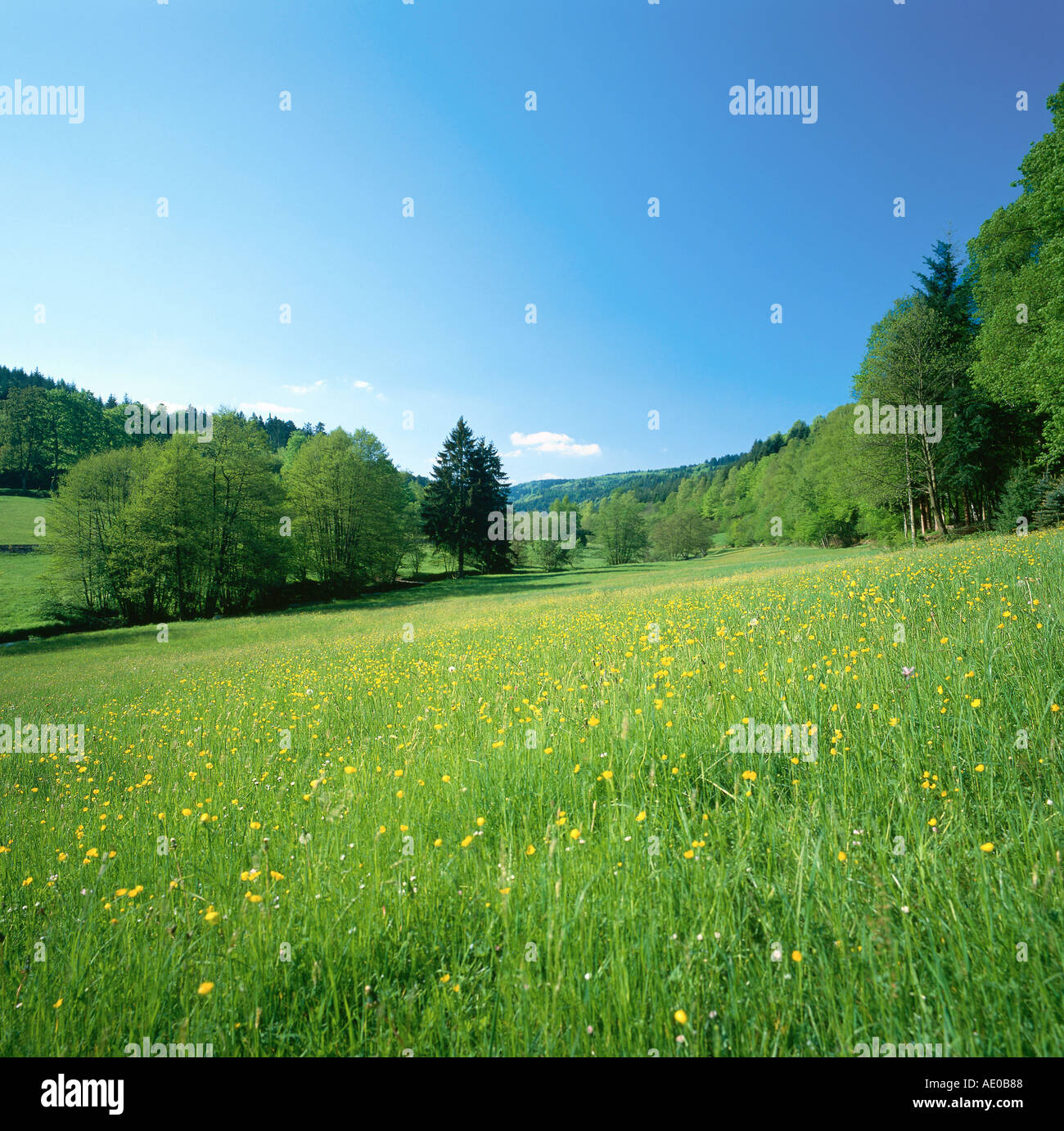 Meadow in spring Alb valley Black Forest Baden Wurttemberg Germany ...